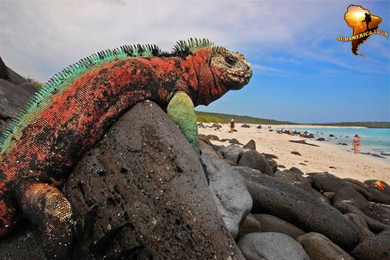 TOUR TRIPS Ecuador and Galapagos Tour 10 days
